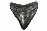 Fossil Megalodon Tooth - South Carolina #168230-1